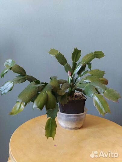 Декабрист (зигокактус Шлюмбергера)