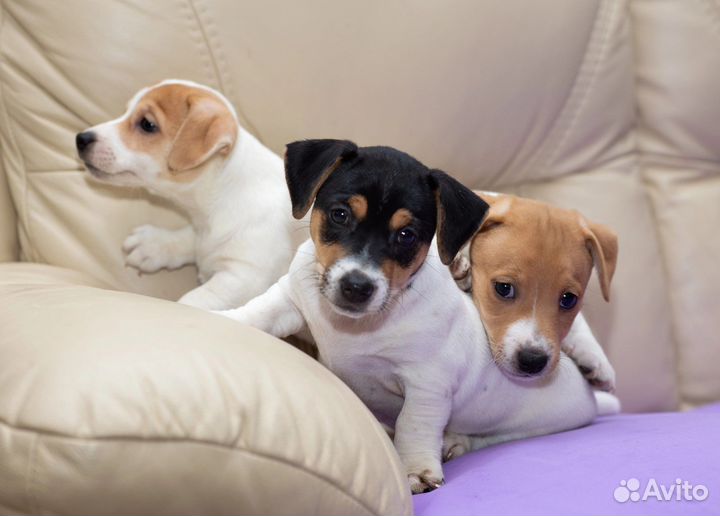 Джек Рассел терьер