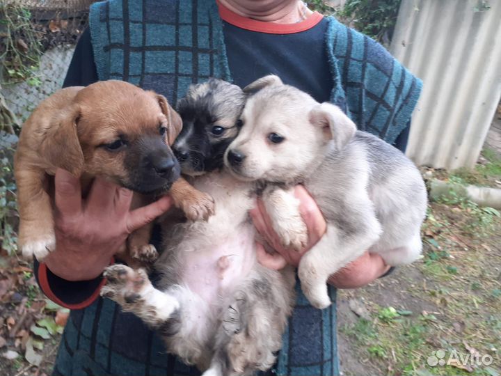 Домашние животные собаки в добрые руки