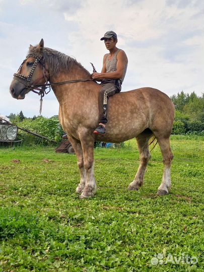 Продам двух кобыл