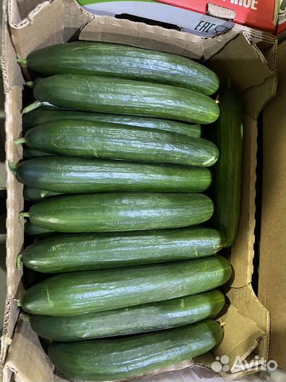 Огурцы гладкие