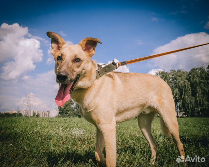 Собака из приюта в добрые руки