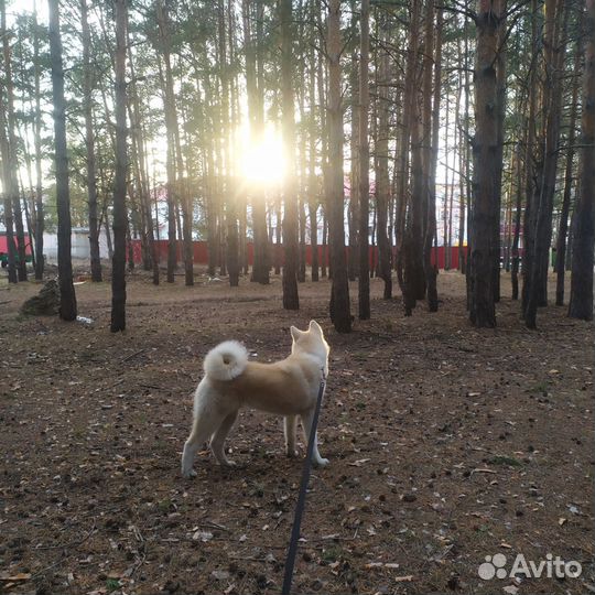 Акита ину вязка