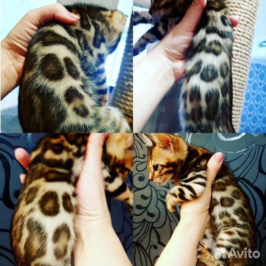 Бенгальские котята