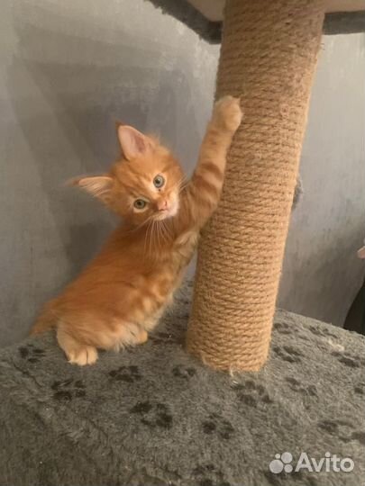 Котята мейн-кун