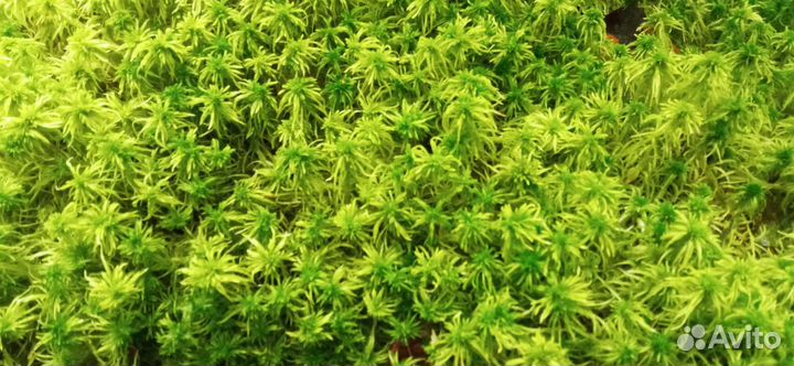 Мох сфагнум живой