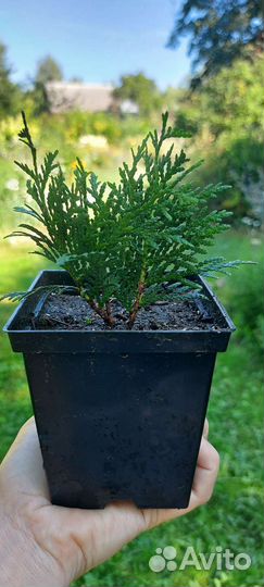 Туя западная Даника шаровидная