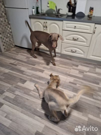 Передержка собак