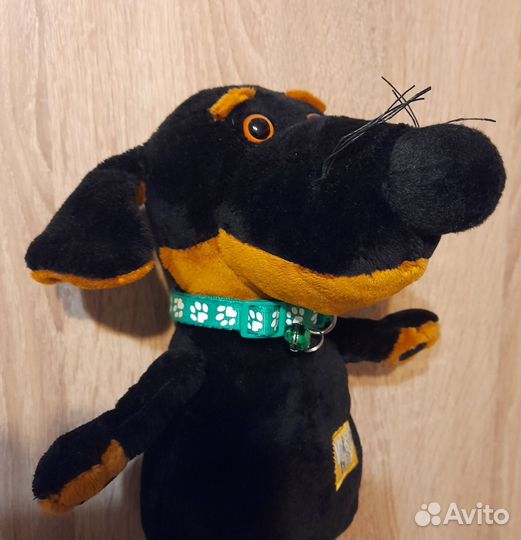 Кот Басик пес Ваксон