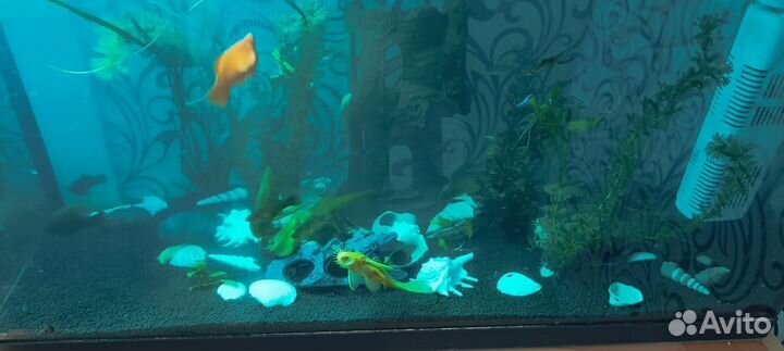 Неприхотливые живородящие рыбки гуппи