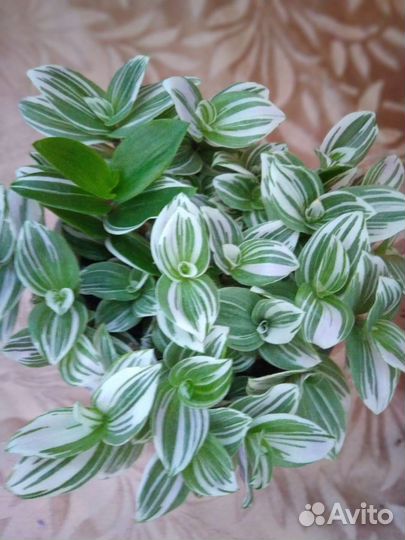 Традесканция