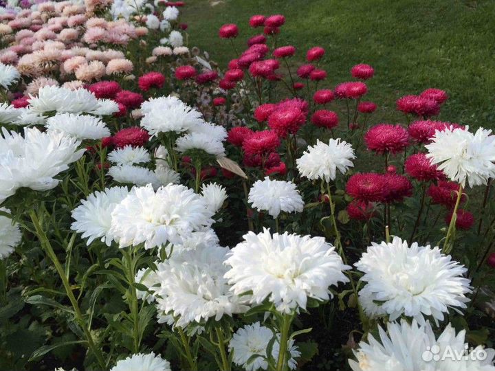 Цветы букеты с доставкой