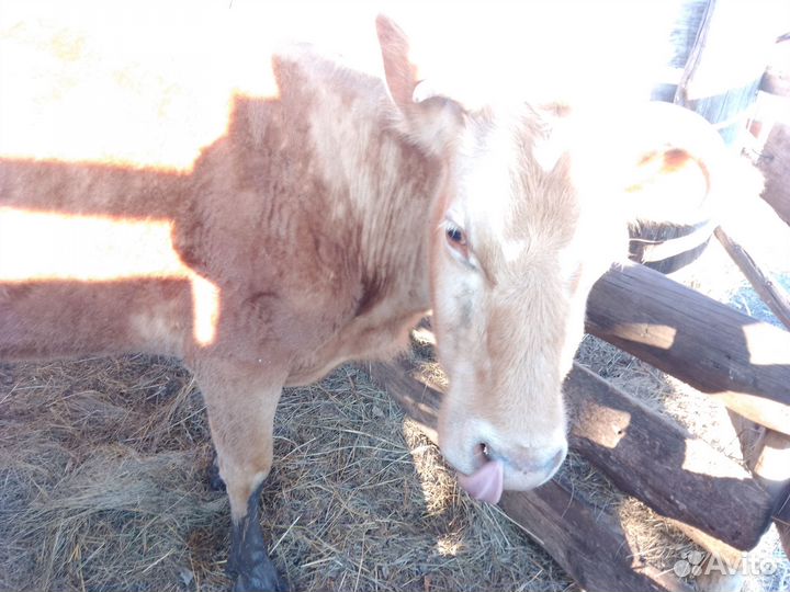 Корова дойная