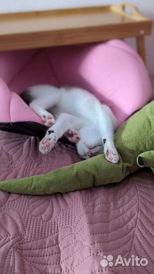 Котята/ кошечки/коты ищут дом