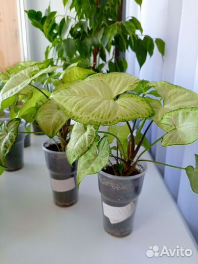 Сингониум Моттлед