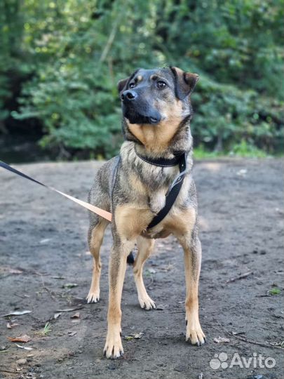 Собака Лукас скучает без хозяина