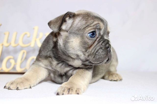 авито благовещенск животные.