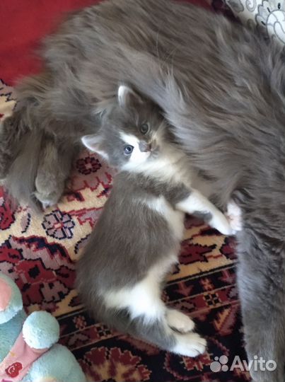 Котенок в добрые руки, мальчик