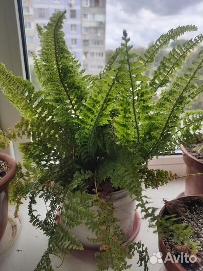 Папоротник комнатный