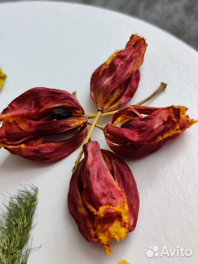 Сухоцветы для творчества