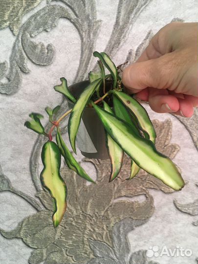 Хойя Лиза, Ваетти триколор, Псанги вар