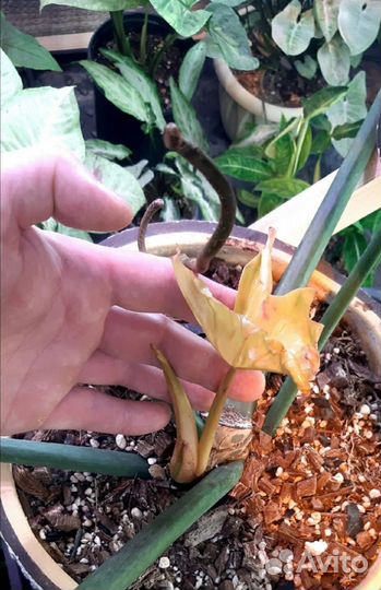 Филодендрон Радиатум вариегатный