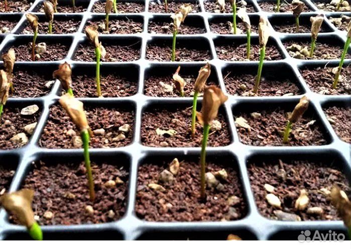 Семена пихты корейской