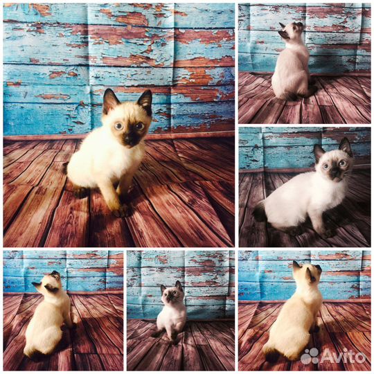 Котята Той-боб