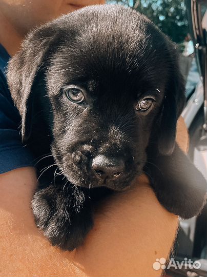 Щенки лабрадора