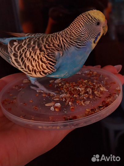 Волнистый попугай