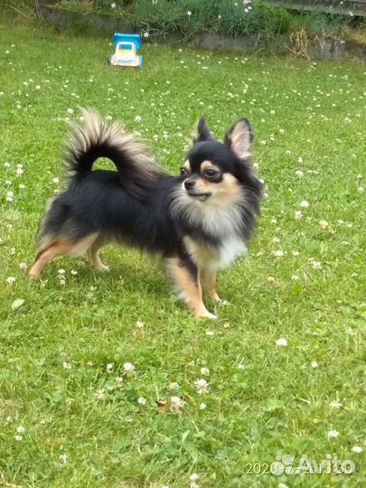 Чихуахуа кобель. Вязка