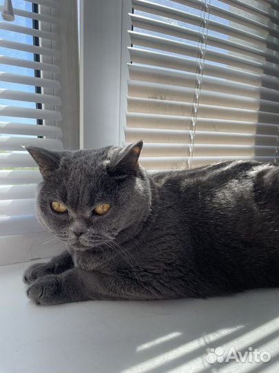 Британская кошка