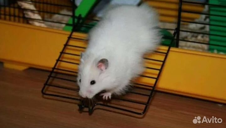 Сирийский хомяк с клеткой