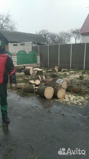 Спил аварийных деревьев