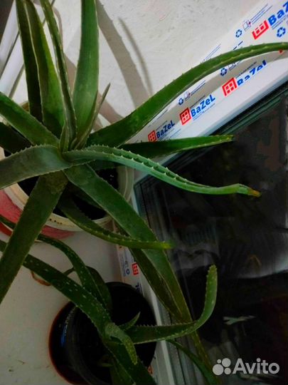 Алоэ лечебный