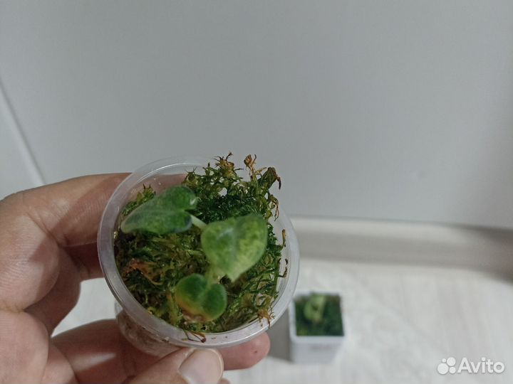 Алоказия блек вельвет/ниндзя вар