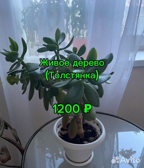 Комнатные растения цветы ижевск