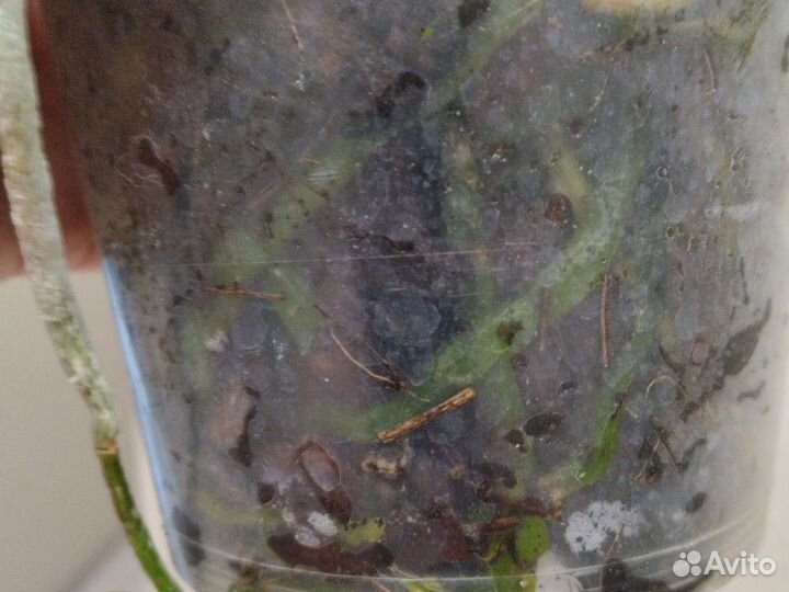 Орхидея фаленопсис мультифлора бабочка