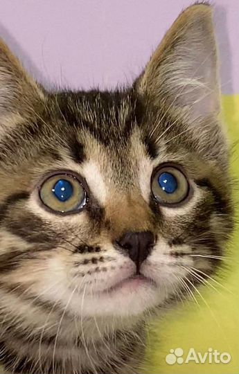 Котята в добрые руки бесплатно