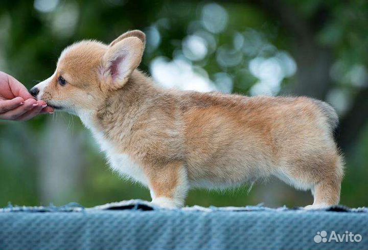 Вельш-корги пемброк щенки