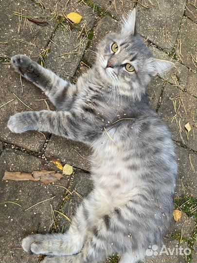 Кот. Котята. Кошка