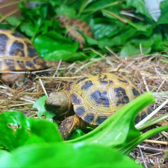 Черепаха сухопутная