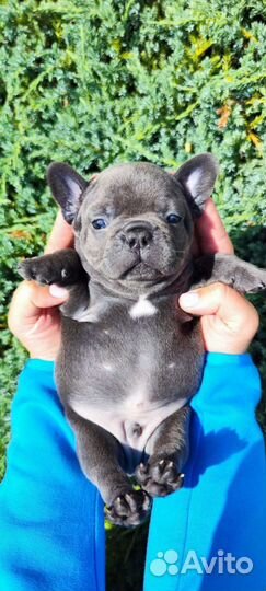 Французский бульдог мальчик