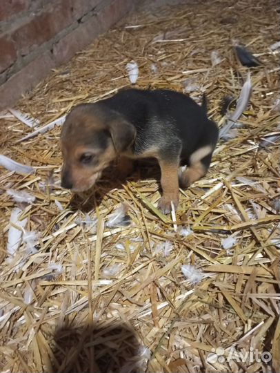 Русская гончая