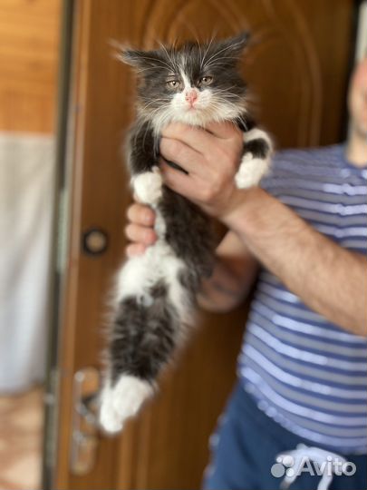 Кошка в дар бесплатно