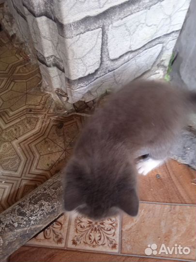 Кошки в добрые руки