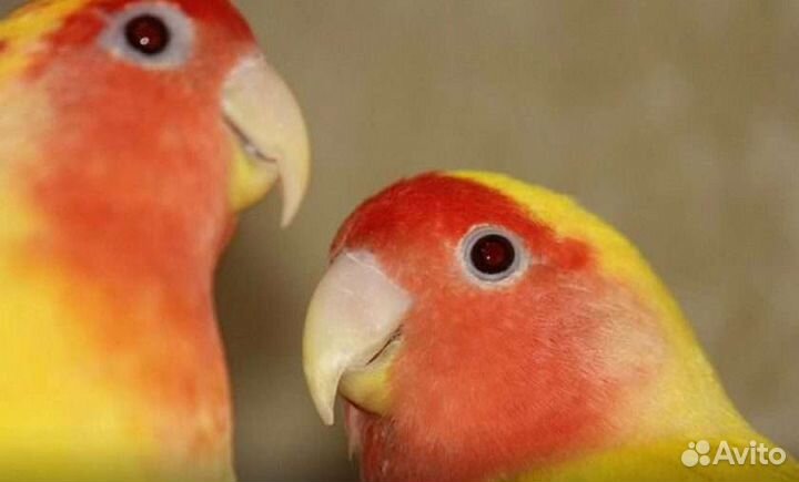 Банановые неразлучники