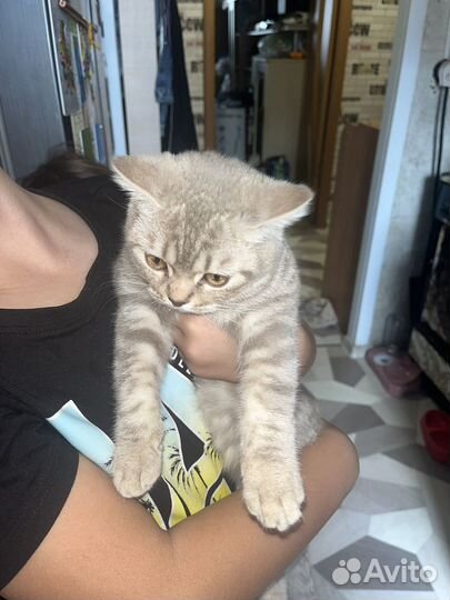 Красивая кошка