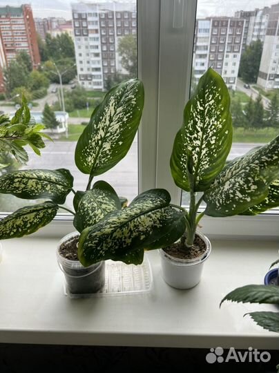 Диффенбахия