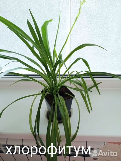 Комнатные цветы